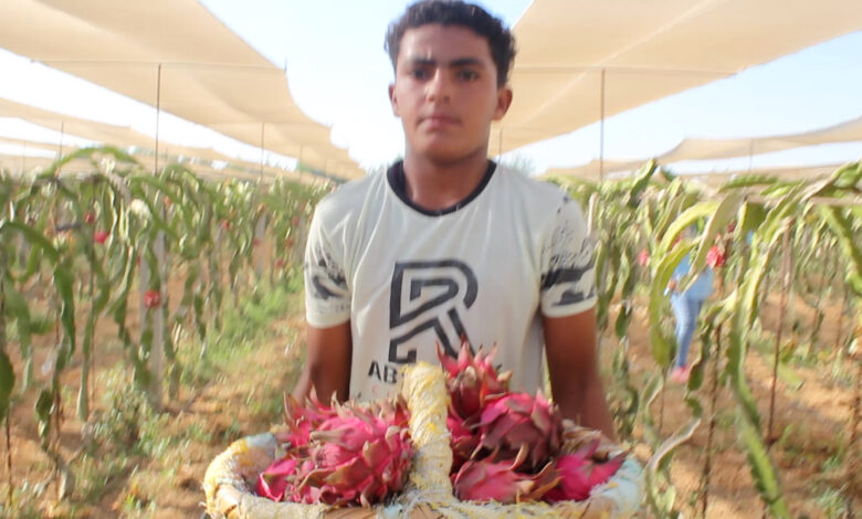 ملف شامل عن زراعة فاكهة التنين (Dragon Fruit) 1 MVI 0365.00 03 24 20.Still008