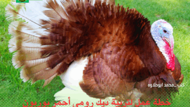 تربية ديك الرومي الأحمر البوربون