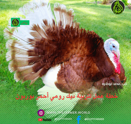 تربية ديك رومي أحمر بوربون 1 تربية ديك الرومي الأحمر البوربون