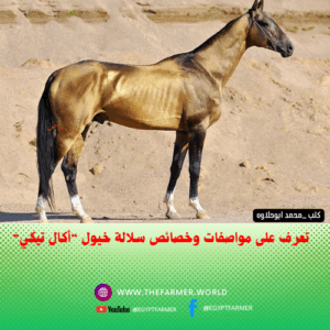 خيول أكال تيكي