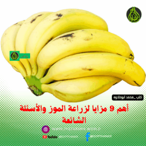 مزايا زراعة الموز