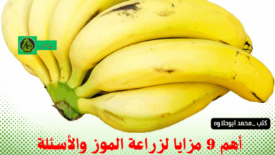 مزايا زراعة الموز