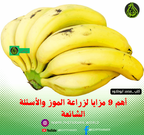 مزايا زراعة الموز