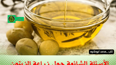 الأسئلة الشائعة حول زراعة الزيتون