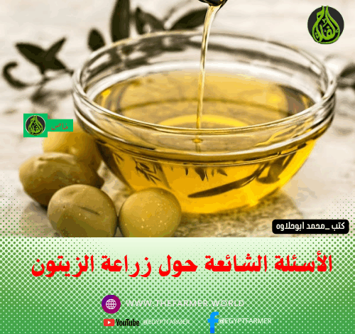 الأسئلة الشائعة حول زراعة الزيتون
