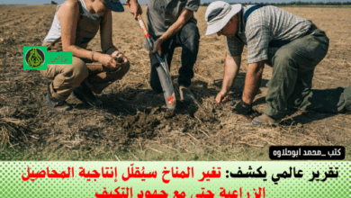 تغير المناخ سيُقلّل إنتاجية المحاصيل