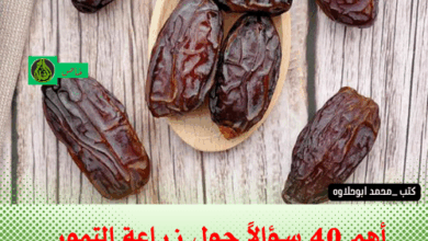 أهم 40 سؤالاً حول زراعة التمور