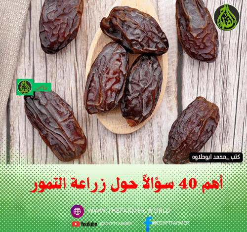 أهم 40 سؤالاً حول زراعة التمور