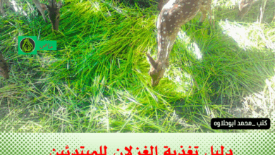 تربية الغزلان منزليًا