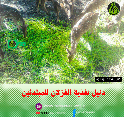 تربية الغزلان منزليًا