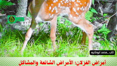 أمراض الغزلان: الأمراض الشائعة والمشاكل الصحية والعلاج