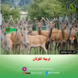 تربية الغزلان