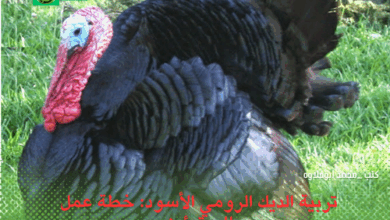 تربية الديك الرومي الأسود: خطة عمل للمبتدئين