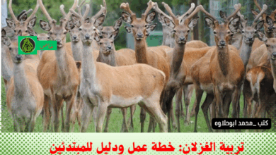 تربية الغزلان تجاريًا