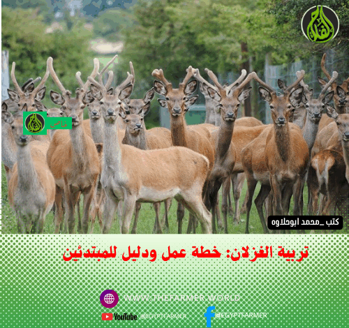 تربية الغزلان تجاريًا