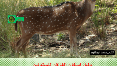 دليل إسكان الغزلان للمبتدئين