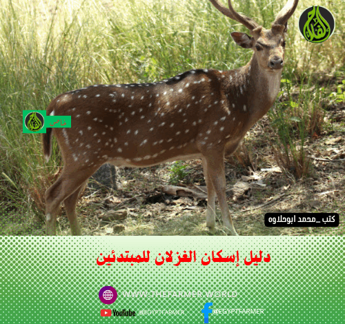 دليل إسكان الغزلان للمبتدئين