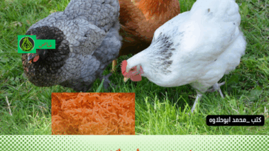 هل يمكن للدجاج أن يأكل الجزر؟