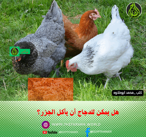 هل يمكن للدجاج أن يأكل الجزر؟