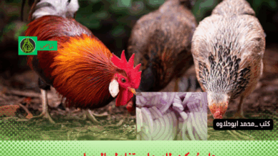 هل يُمكن للدجاج تناول البصل