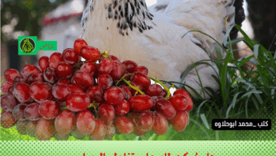 هل يُمكن للدجاج تناول العنب