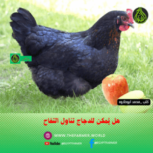 هل يُمكن للدجاج تناول التفاح