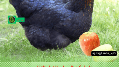 هل يُمكن للدجاج تناول التفاح