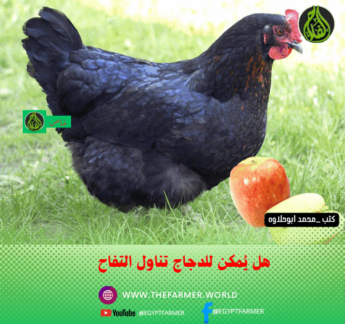 هل يُمكن للدجاج تناول التفاح