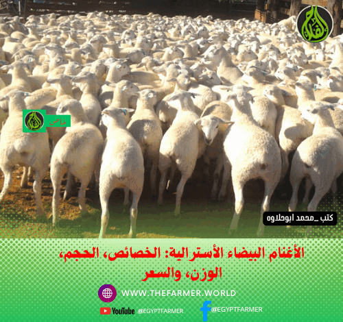 الأغنام البيضاء الأسترالية: الخصائص، الحجم، الوزن، والسعر