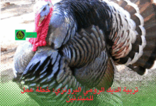 تربية الديك الرومي البرونزي: خطة عمل للمبتدئين