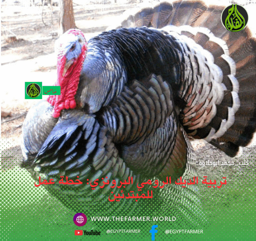 تربية الديك الرومي البرونزي 1 تربية الديك الرومي البرونزي: خطة عمل للمبتدئين
