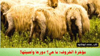 مؤخرة الخروف: ما هي؟ دورها وأهميتها!