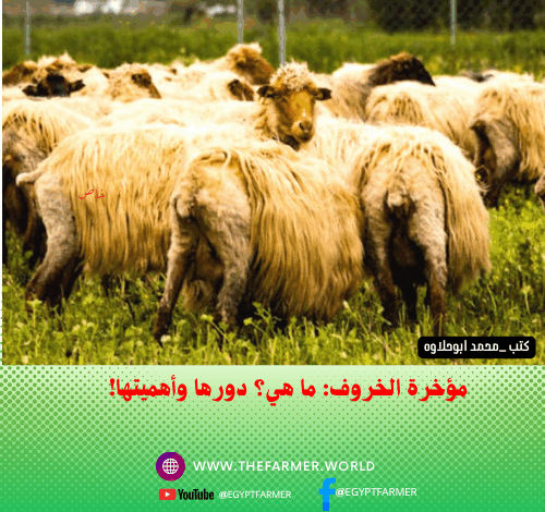 مؤخرة الخروف: ما هي؟ دورها وأهميتها!