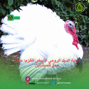 تربية الديك الرومي الأبيض القزم: خطة عمل للمبتدئين 2 الديك الرومي الأبيض القزم