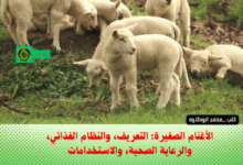 الأغنام الصغيرة: التعريف، والنظام الغذائي، والرعاية الصحية، والاستخدامات