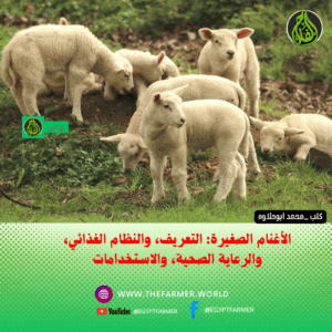 الأغنام الصغيرة: التعريف، والنظام الغذائي، والرعاية الصحية، والاستخدامات