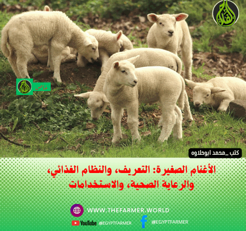 الأغنام الصغيرة: التعريف، والنظام الغذائي، والرعاية الصحية، والاستخدامات