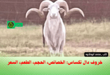 أغنام تكساس دال