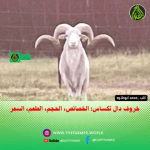 خروف دال تكساس: الخصائص، الحجم، الطعم، السعر
