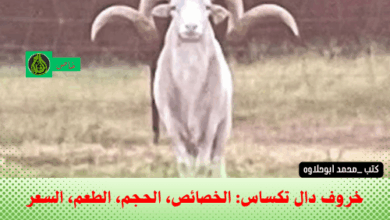 أغنام تكساس دال