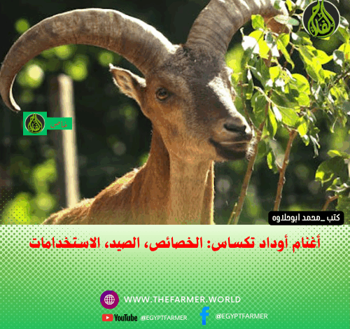 أغنام أوداد تكساس: الخصائص، الصيد، الاستخدامات