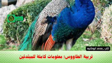 تربية الطاووس: معلومات كاملة للمبتدئين