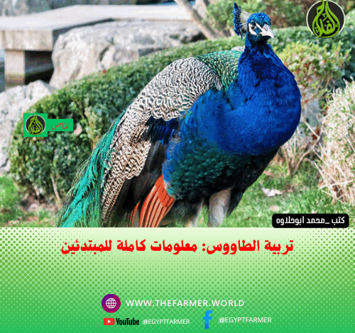 تربية الطاووس: معلومات كاملة للمبتدئين