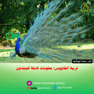 تربية الطاووس: معلومات كاملة للمبتدئين 