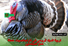 تربية الديك الرومي في ناراجانسيت: خطة عمل للمبتدئين