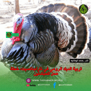 تربية الديك الرومي ناراجانسيت 2 تربية الديك الرومي في ناراجانسيت: خطة عمل للمبتدئين
