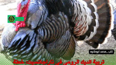 تربية الديك الرومي في ناراجانسيت: خطة عمل للمبتدئين