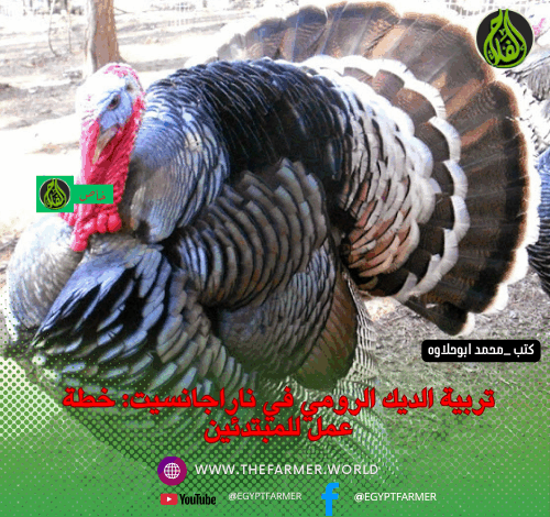 تربية الديك الرومي ناراجانسيت 1 تربية الديك الرومي في ناراجانسيت: خطة عمل للمبتدئين