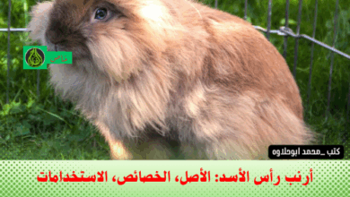 أرنب رأس الأسد