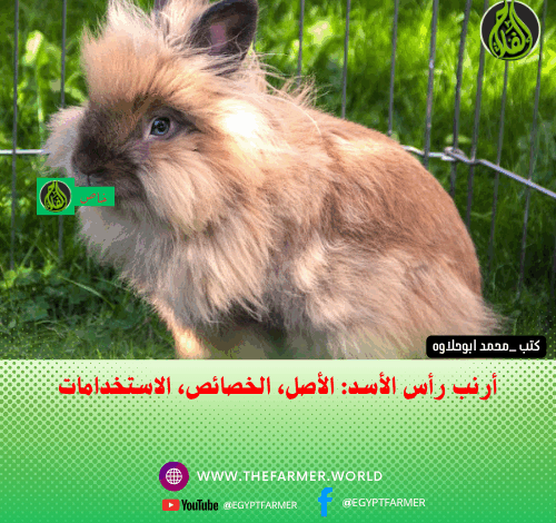 أرنب رأس الأسد